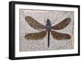 Dragonfly Fossil Eocene 53 MYA-null-Framed Photographic Print