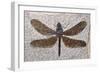 Dragonfly Fossil Eocene 53 MYA-null-Framed Photographic Print