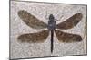 Dragonfly Fossil Eocene 53 MYA-null-Mounted Photographic Print