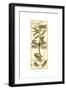 Dragonfly Gathering II-Vision Studio-Framed Art Print