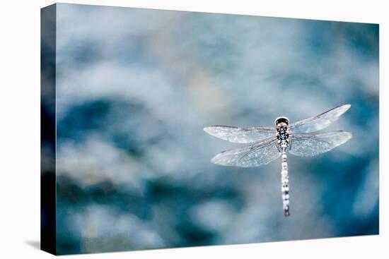 Dragonfly Hovering over Blue Water-James White-Stretched Canvas