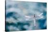 Dragonfly Hovering over Blue Water-James White-Stretched Canvas
