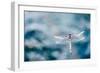 Dragonfly Hovering over Blue Water-James White-Framed Premium Photographic Print