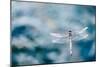 Dragonfly Hovering over Blue Water-James White-Mounted Premium Photographic Print