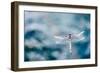 Dragonfly Hovering over Blue Water-James White-Framed Photographic Print