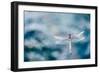 Dragonfly Hovering over Blue Water-James White-Framed Photographic Print