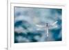 Dragonfly Hovering over Blue Water-James White-Framed Photographic Print