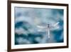 Dragonfly Hovering over Blue Water-James White-Framed Photographic Print