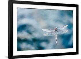 Dragonfly Hovering over Blue Water-James White-Framed Photographic Print