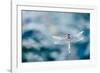 Dragonfly Hovering over Blue Water-James White-Framed Photographic Print