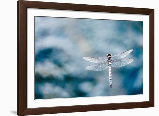 Dragonfly Hovering over Blue Water-James White-Framed Photographic Print