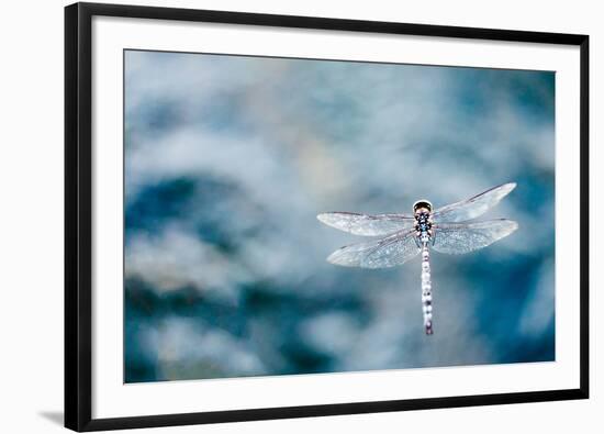 Dragonfly Hovering over Blue Water-James White-Framed Photographic Print