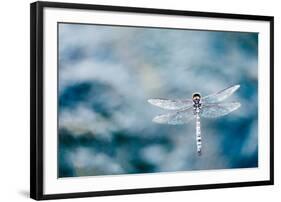 Dragonfly Hovering over Blue Water-James White-Framed Photographic Print