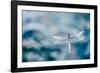 Dragonfly Hovering over Blue Water-James White-Framed Photographic Print