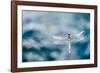 Dragonfly Hovering over Blue Water-James White-Framed Photographic Print