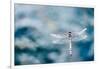 Dragonfly Hovering over Blue Water-James White-Framed Photographic Print