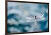 Dragonfly Hovering over Blue Water-James White-Framed Photographic Print