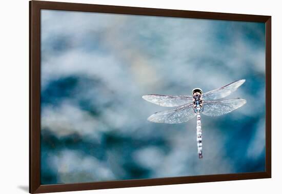 Dragonfly Hovering over Blue Water-James White-Framed Premium Photographic Print