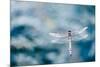 Dragonfly Hovering over Blue Water-James White-Mounted Premium Photographic Print