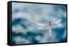 Dragonfly Hovering over Blue Water-James White-Framed Stretched Canvas