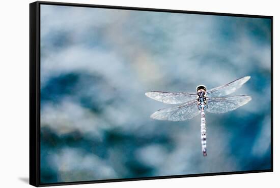 Dragonfly Hovering over Blue Water-James White-Framed Stretched Canvas
