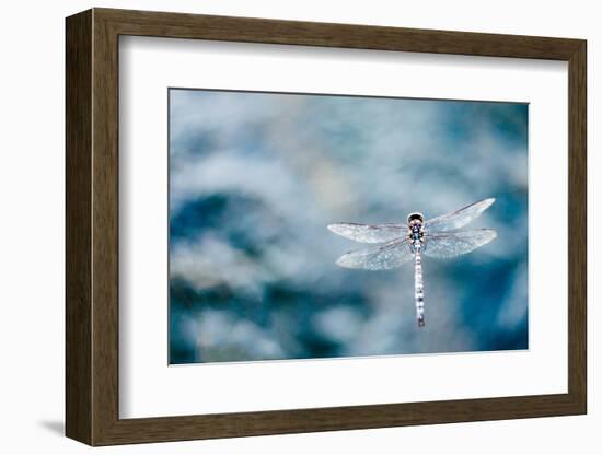 Dragonfly Hovering over Blue Water-James White-Framed Photographic Print