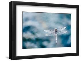 Dragonfly Hovering over Blue Water-James White-Framed Photographic Print