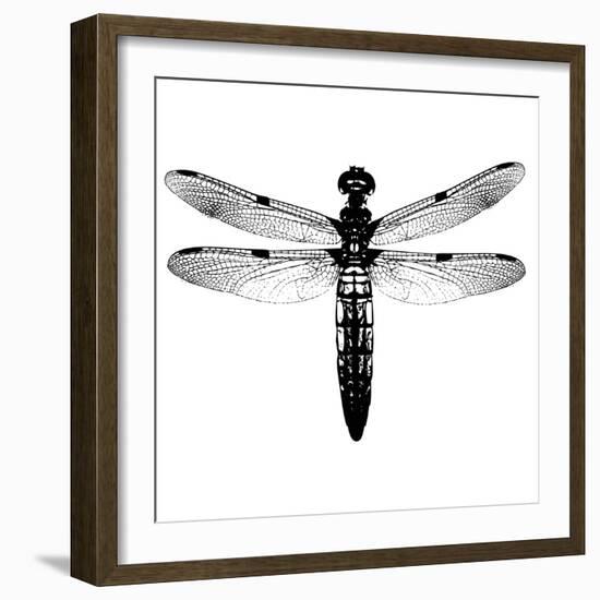 Dragonfly I-Clara Wells-Framed Giclee Print