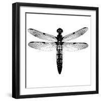 Dragonfly I-Clara Wells-Framed Giclee Print