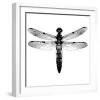 Dragonfly I-Clara Wells-Framed Giclee Print