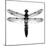 Dragonfly I-Clara Wells-Mounted Giclee Print