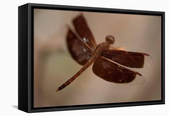 Dragonfly I-Erin Berzel-Framed Stretched Canvas