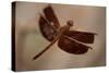 Dragonfly I-Erin Berzel-Stretched Canvas