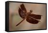 Dragonfly I-Erin Berzel-Framed Stretched Canvas