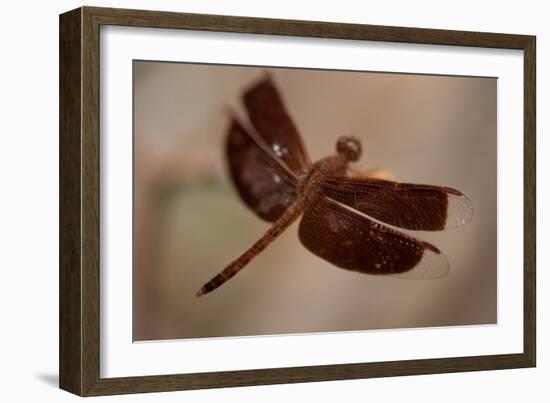 Dragonfly I-Erin Berzel-Framed Photographic Print