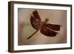 Dragonfly I-Erin Berzel-Framed Photographic Print