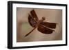 Dragonfly I-Erin Berzel-Framed Photographic Print