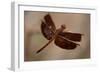 Dragonfly I-Erin Berzel-Framed Photographic Print