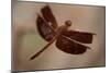 Dragonfly I-Erin Berzel-Mounted Photographic Print