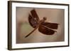 Dragonfly I-Erin Berzel-Framed Photographic Print