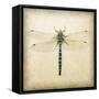 Dragonfly I-Amy Melious-Framed Stretched Canvas
