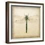 Dragonfly I-Amy Melious-Framed Art Print