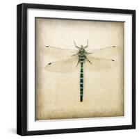 Dragonfly I-Amy Melious-Framed Art Print