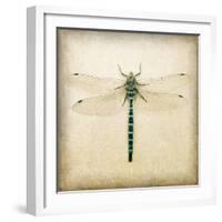 Dragonfly I-Amy Melious-Framed Art Print