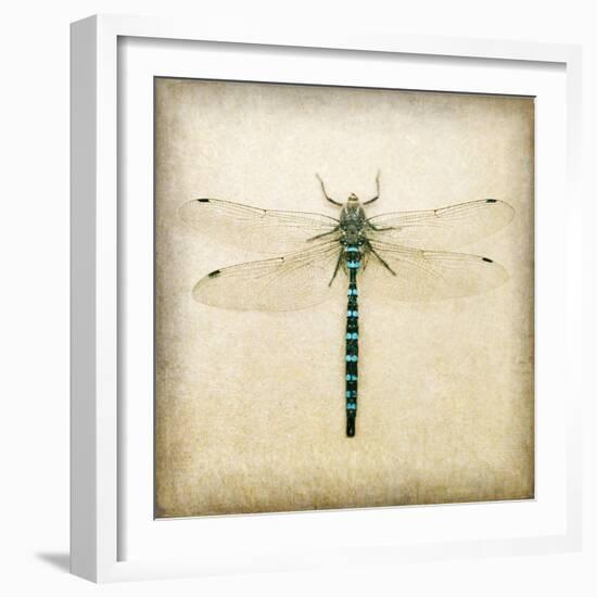 Dragonfly I-Amy Melious-Framed Art Print