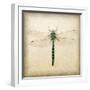 Dragonfly I-Amy Melious-Framed Art Print