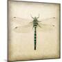 Dragonfly I-Amy Melious-Mounted Art Print