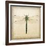 Dragonfly I-Amy Melious-Framed Art Print