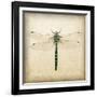 Dragonfly I-Amy Melious-Framed Art Print