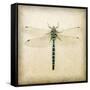 Dragonfly I-Amy Melious-Framed Stretched Canvas